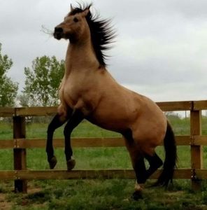 Meet your Posher, Mona